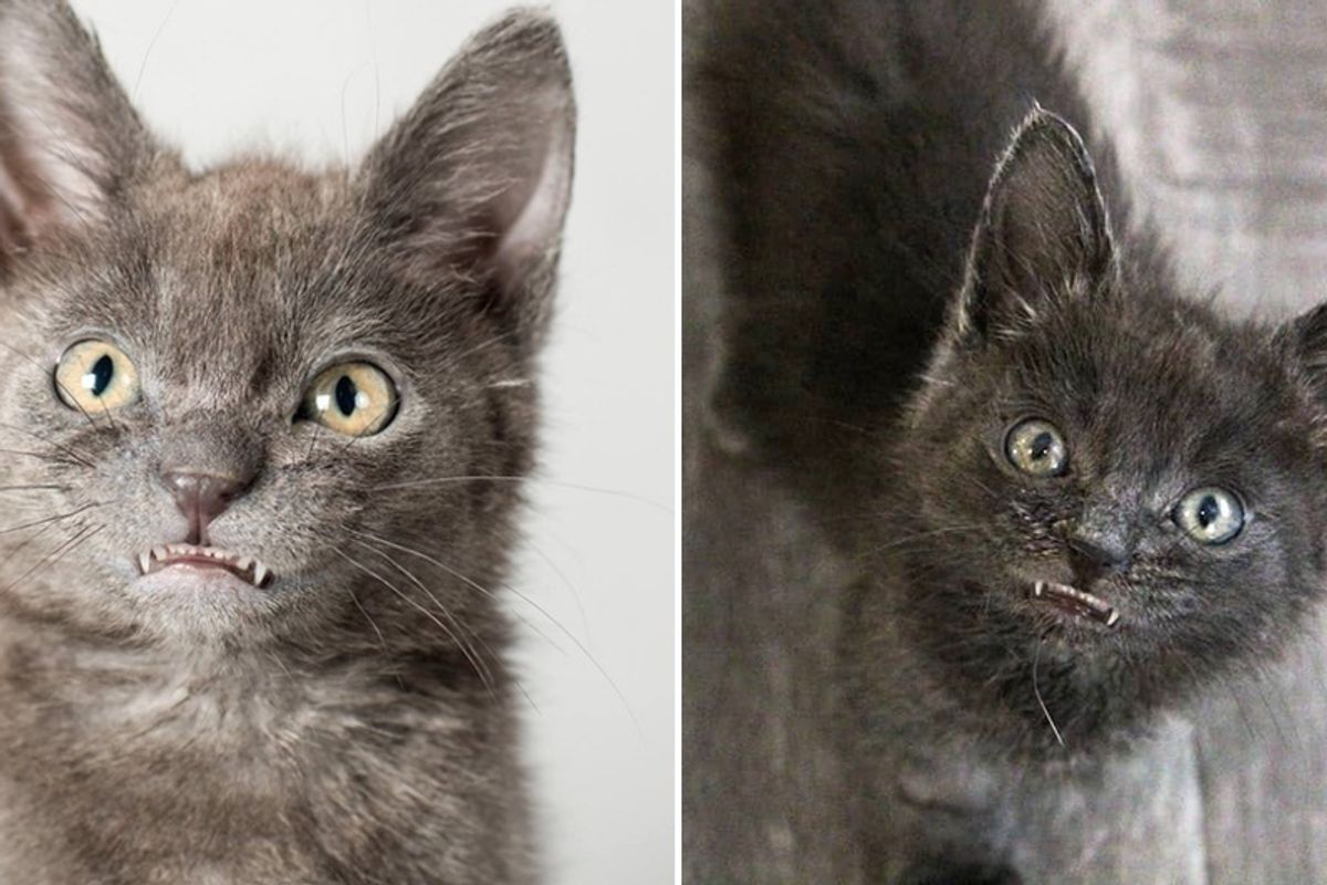Kitten With Toothy Smile Was Brought Back From the Brink and Fights to Live