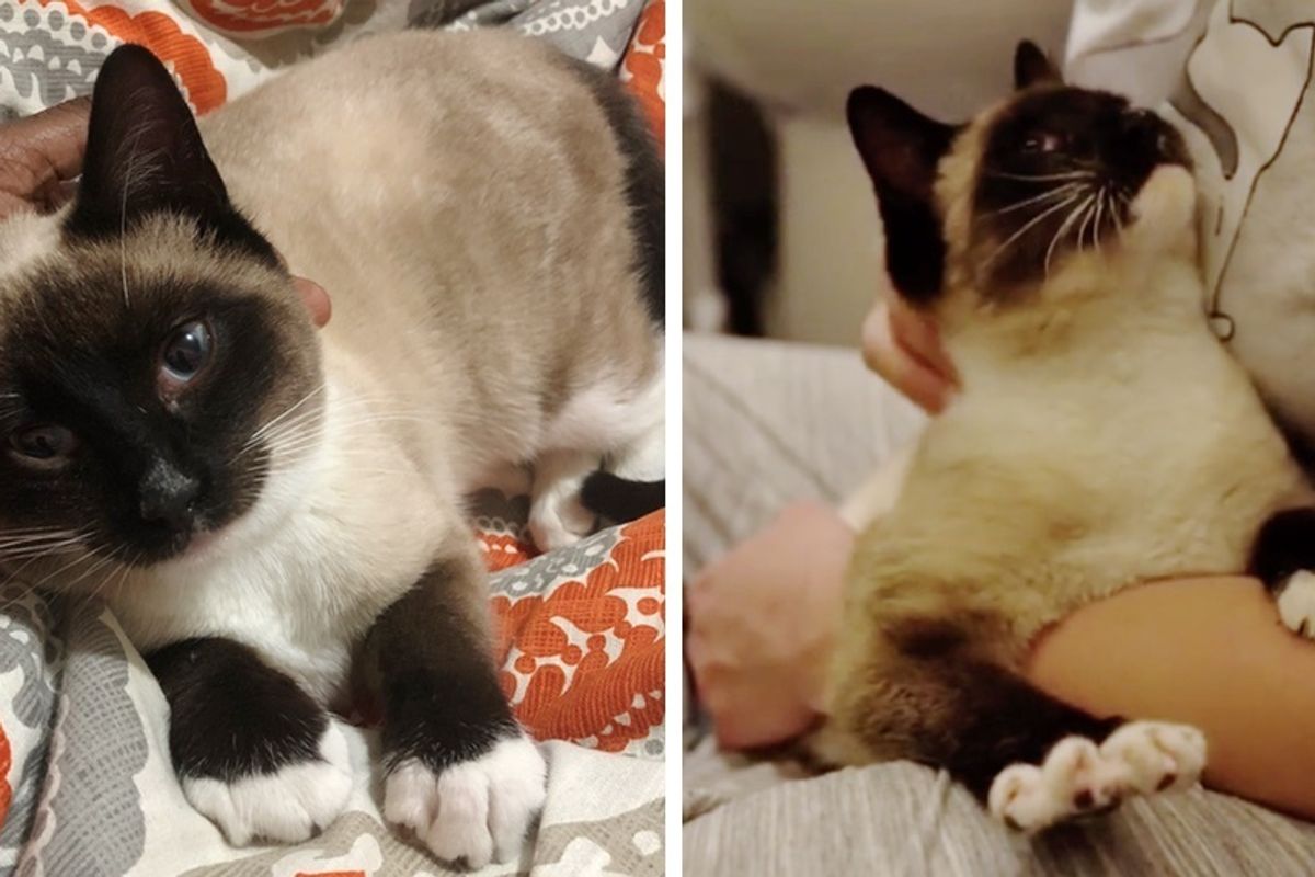 Street Cat So Happy to Find a Warm Home From Bitter Cold, He Thanks Rescuer with "Kneady" Paws