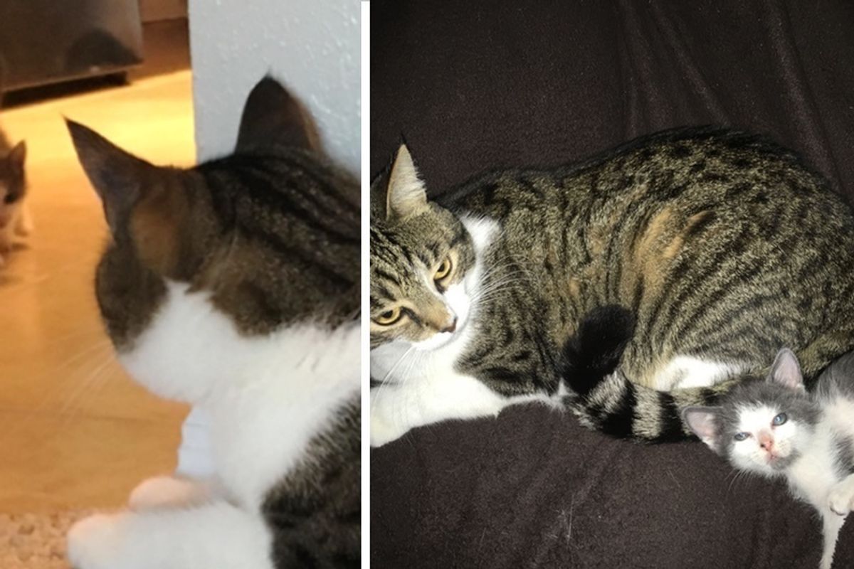 Kitten Saved After Storm, Finds Love in Older Cat and Won't Let Him Go, Now 4 Months Later.