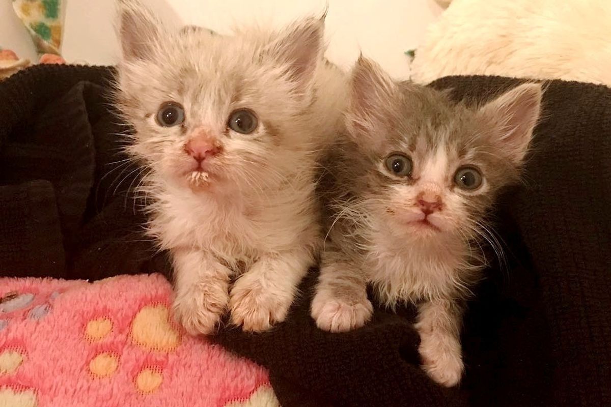 Rescue Kitten No One Thought Would Survive, Fights Alongside His Siblings, Now 4 Months Later.