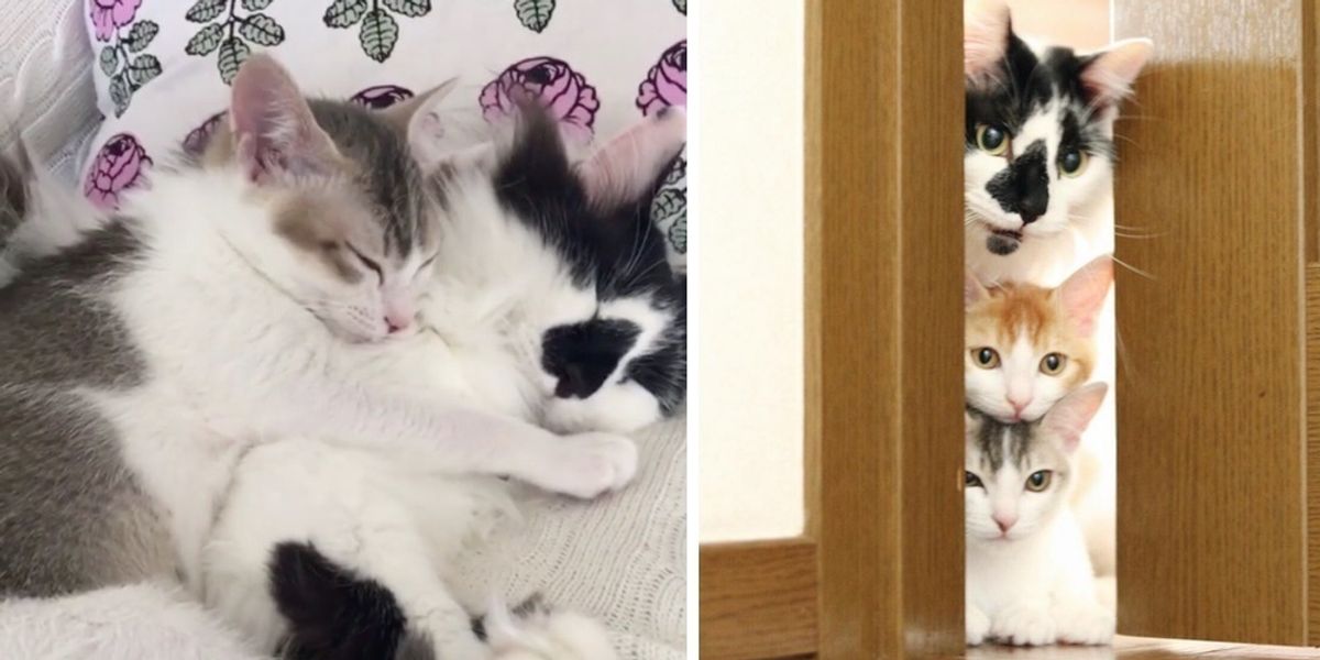 Why Do Male Cats Groom Kittens: Surprising Reasons Explained