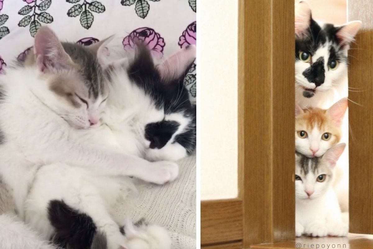 Male Cat Nurtures Two Rescue Kittens and Raises Them into Beautiful Cats.