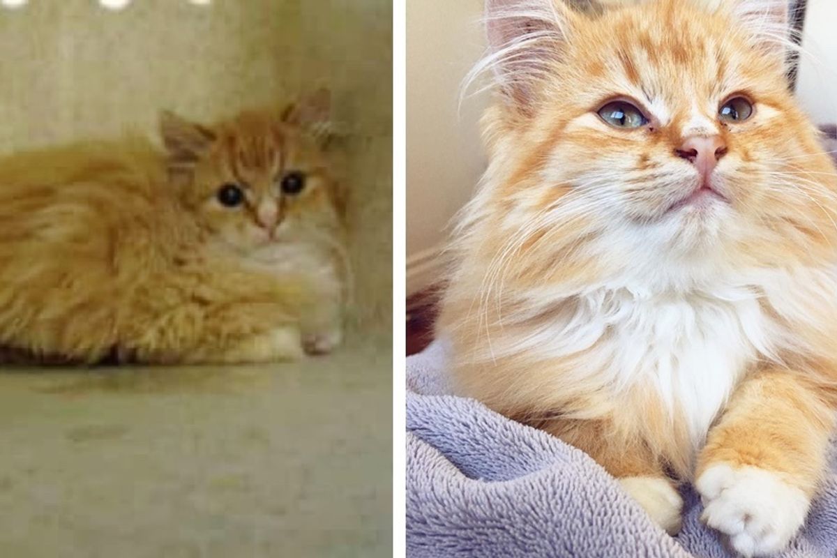 Man Saves Kitten Who Was Deemed “Too Feral” and Discovers What a Lovebug He is!