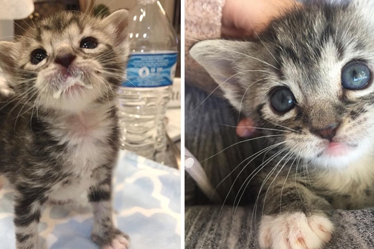 Kitten, Only Survivor in His Litter, Beats the Odds and Surprises Everyone With His Fight.