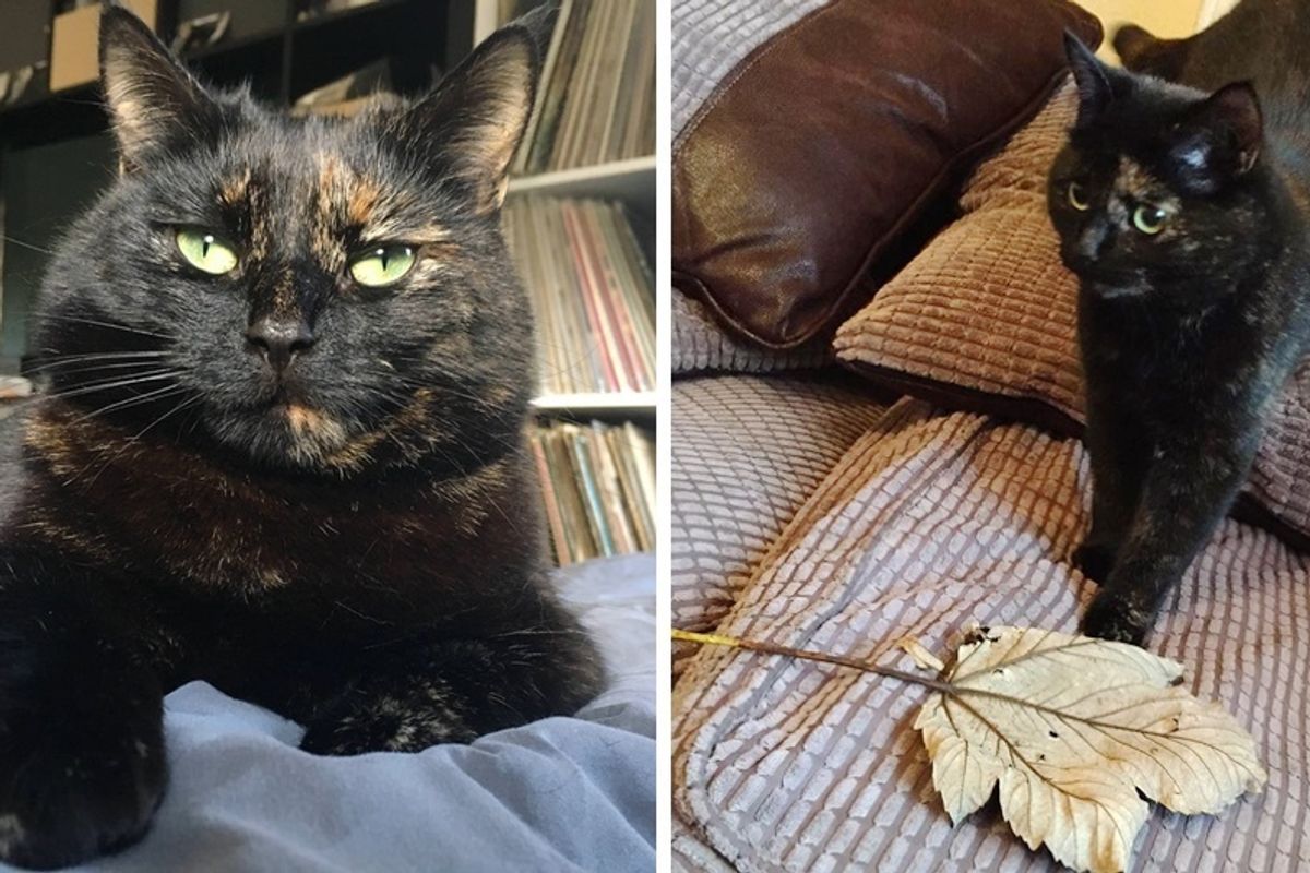 Cat Brings Her Human Giant Leaf Every Morning as Gift After Realizing What He Doesn't Like.