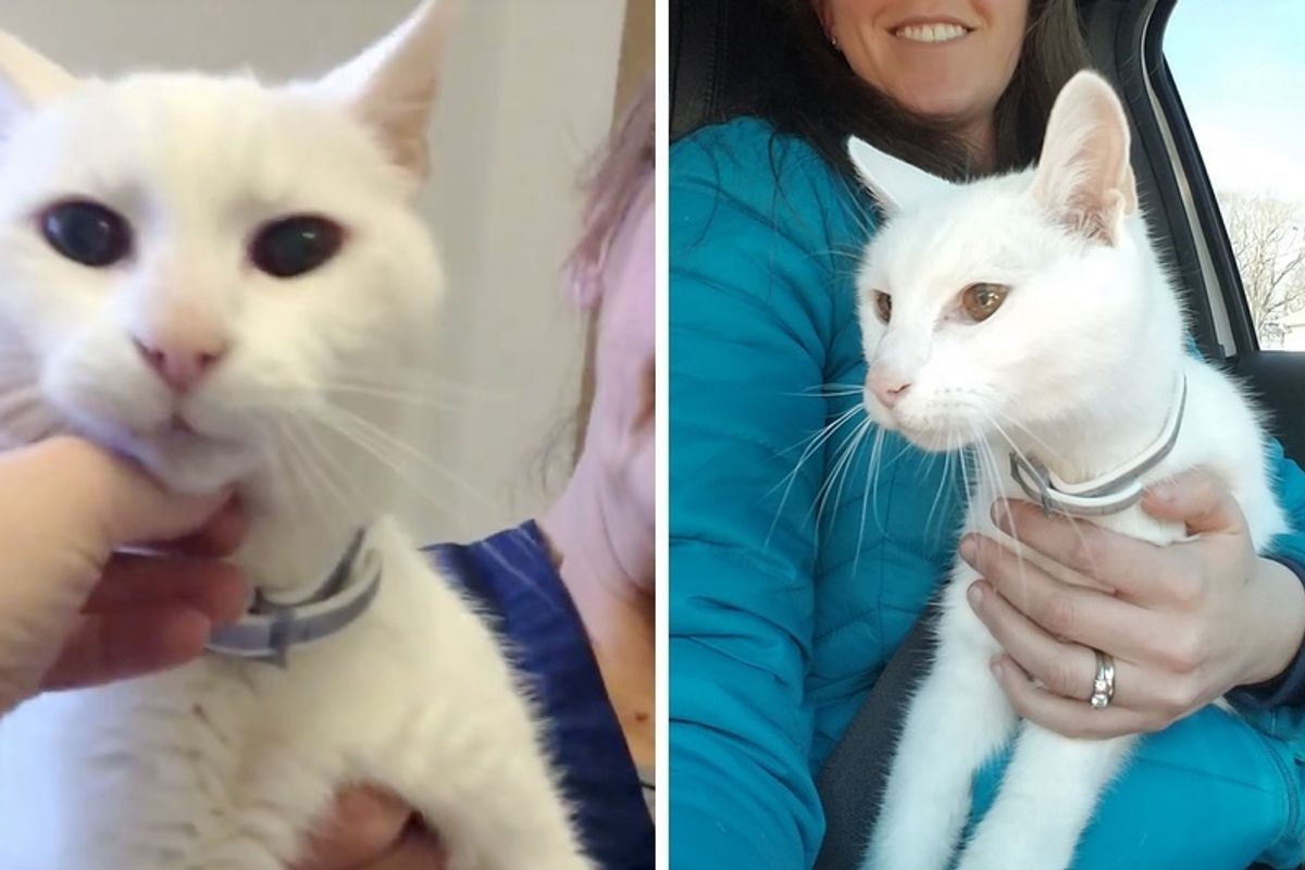 Woman Saw 20-year-old Deaf Cat in Shelter and Couldn't Stand Thinking About Him Spending Another Night There