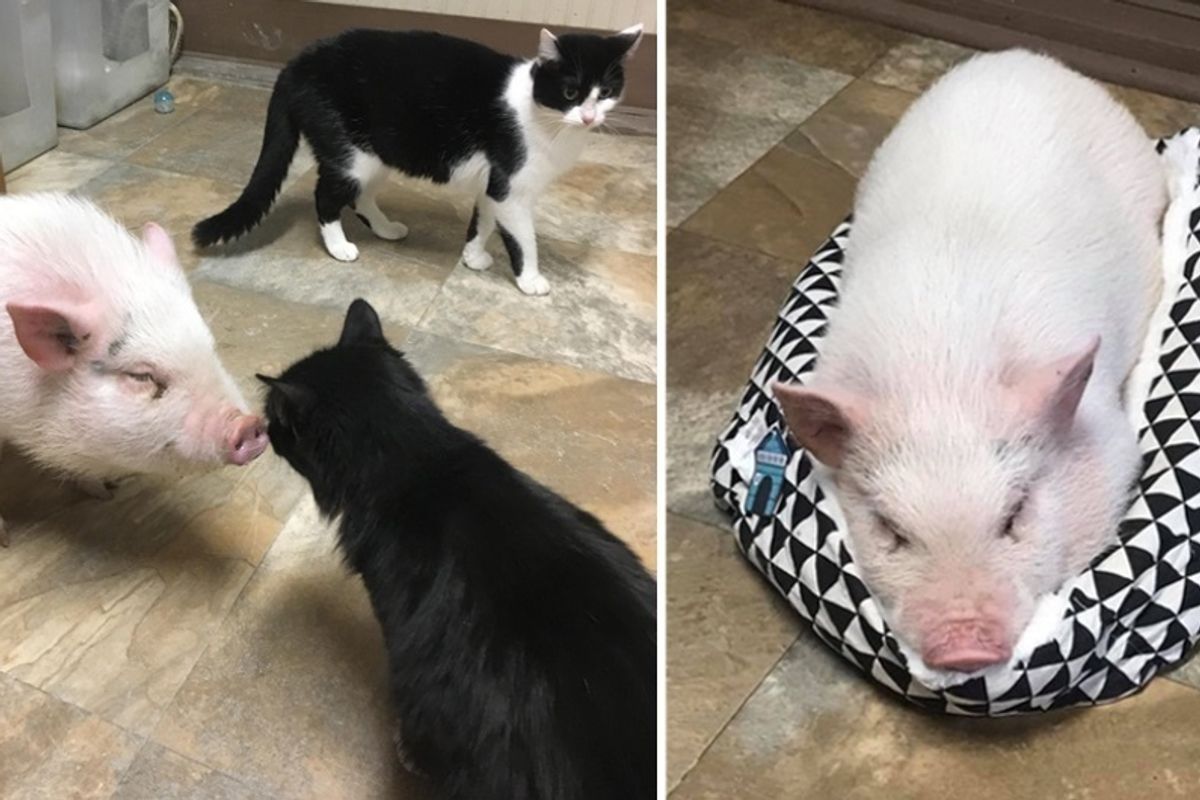 Cats Befriend Rescue Pot-bellied Pig, Now He Thinks He's Part Feline.