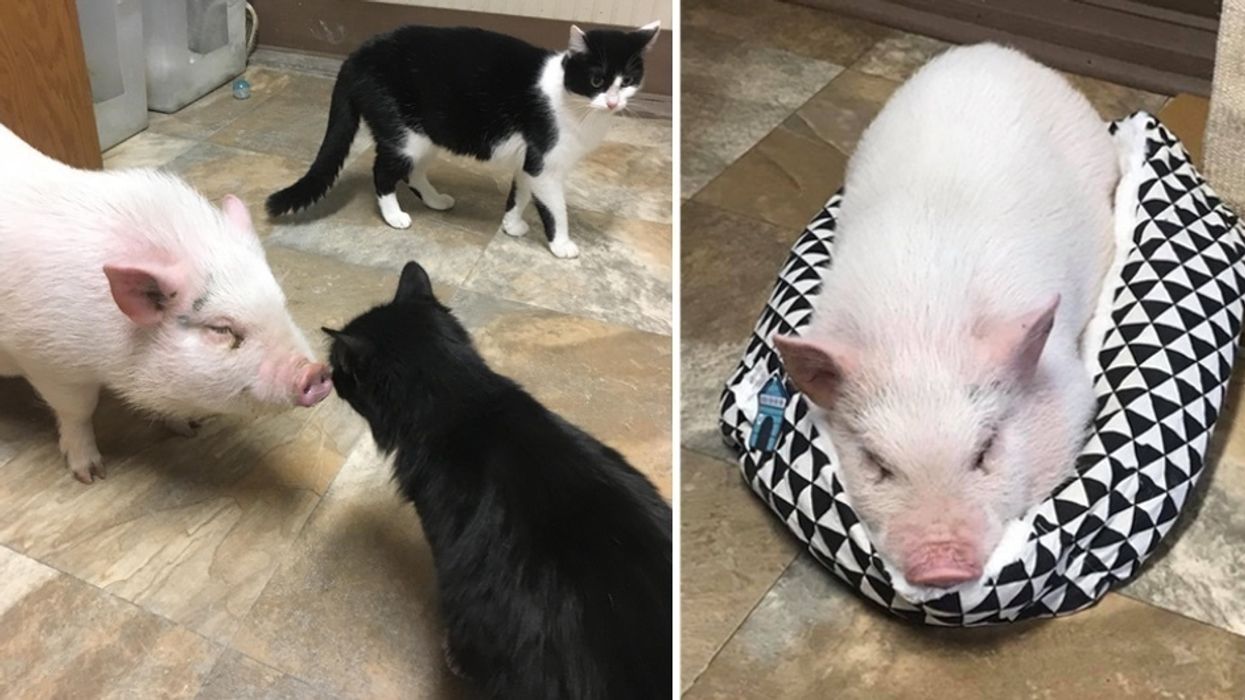Cats Befriend Rescue Pot-bellied Pig, Now He Thinks He's Part Feline. - Love Meow