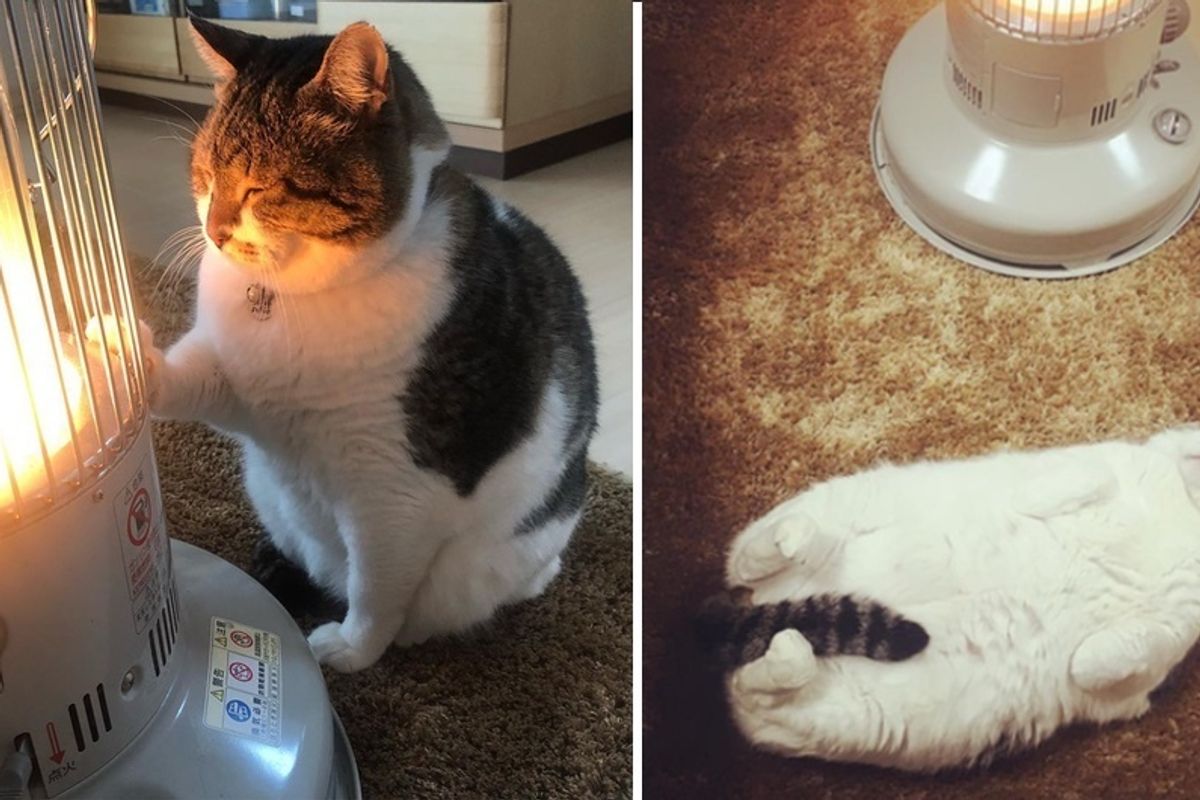 Cat Falls Asleep to Warmth of a Heater Every Day During Winter in These Adorable Photos.