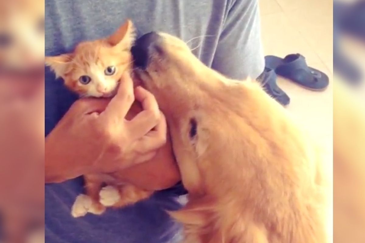 Dog Adopts Street Kitten As Her Own and Raises Him To be the Happiest Cat.