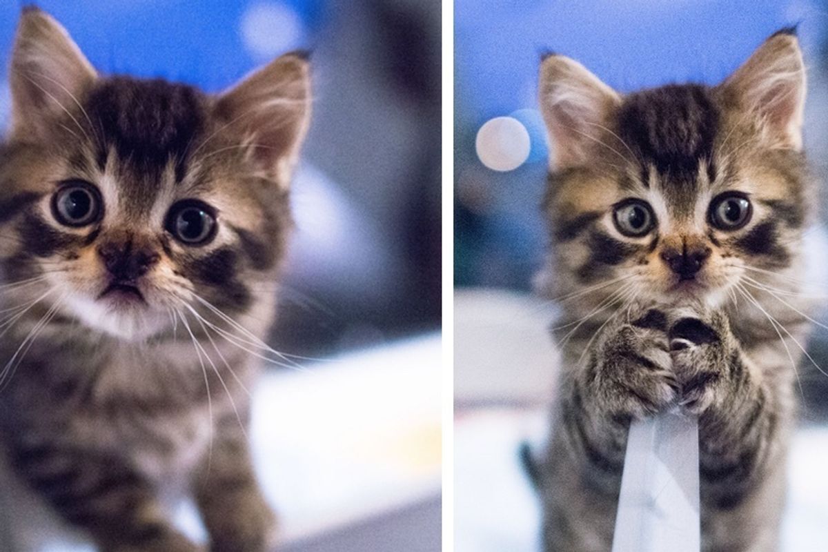 Kitten Born with the Sweetest Butterfly-shaped Nose Blossoms into a Majestic Fluffy Cat