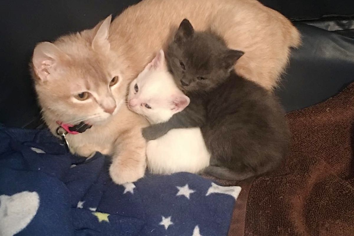 Rescue Cat Became Mom to Abandoned Kittens, They Saved Each Other.