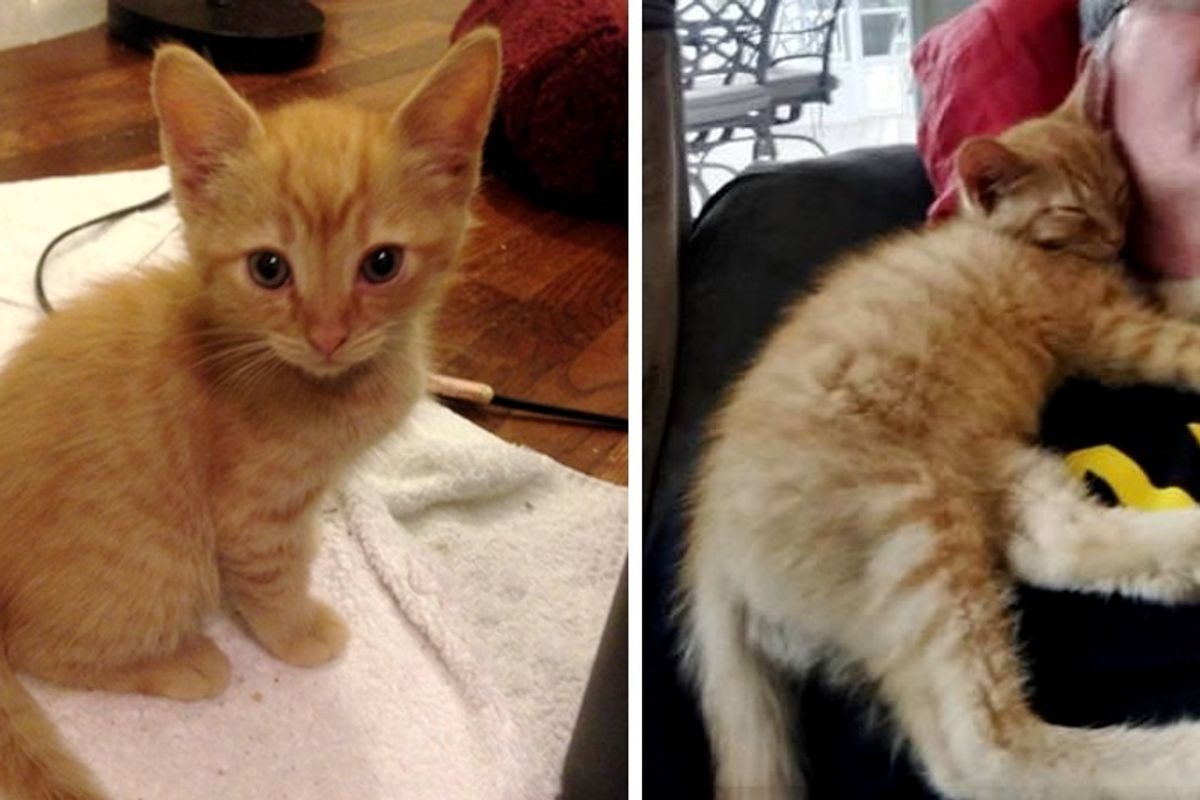 Kitten Changed Man Who Didn't Like Cats and Guided Him To Find His Purrfect Kitty.