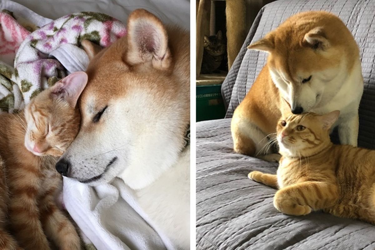 Kitten Who Needed a Home Finds New Brother in a Dog Who Needed a Cat.