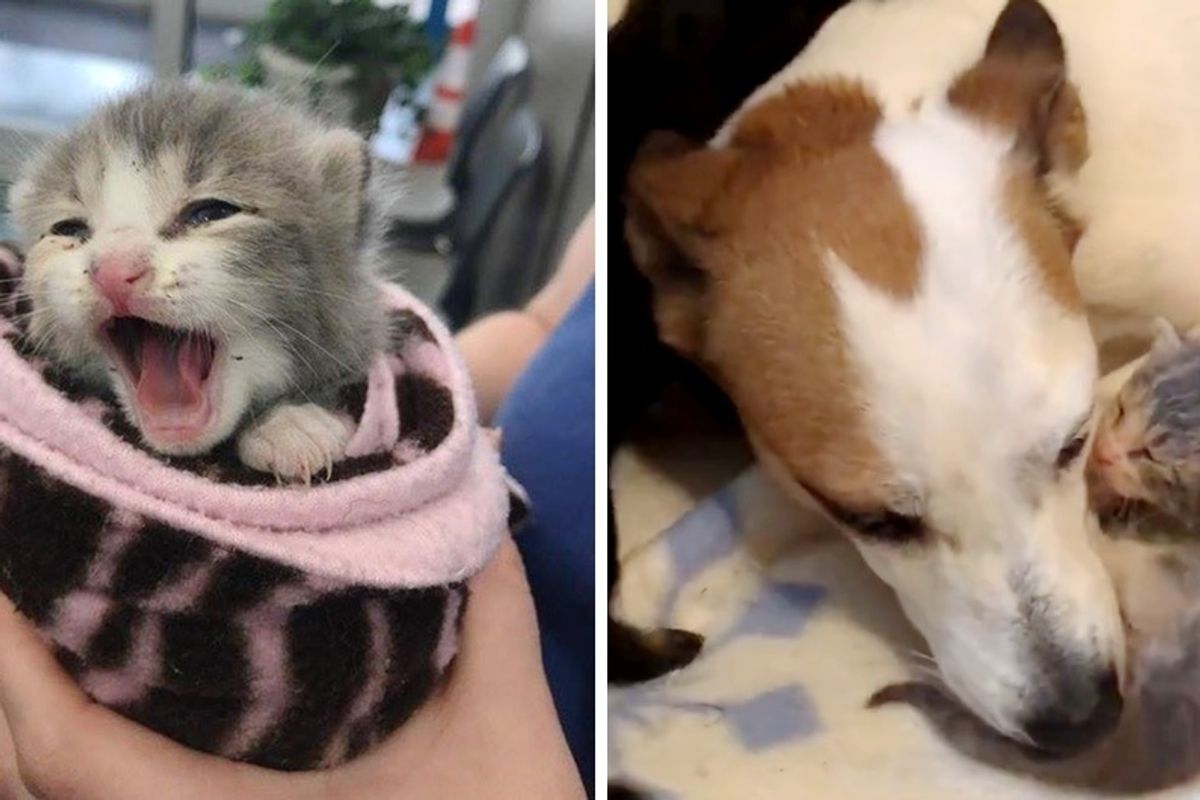 Orphaned Kitten Wouldn't Stop Crying Until She Found an Unlikely Mom, Now 4 Months Later.