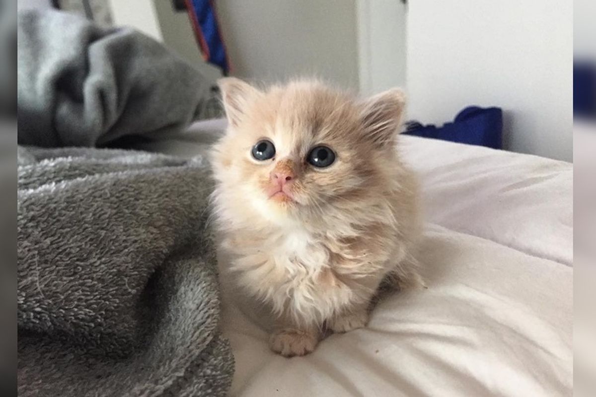 Tiny Motherless Kitten Blossoms Into Gorgeous Cat After She Finds Someone to Love.