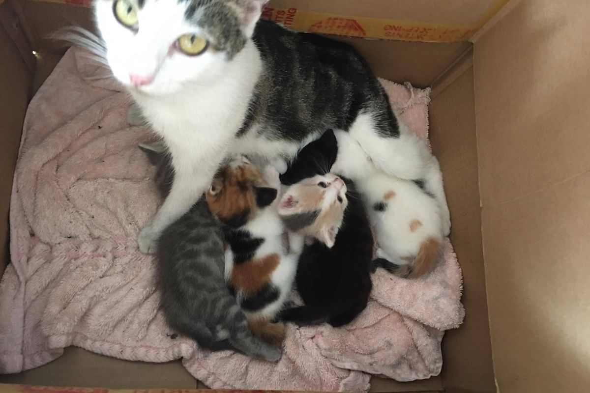 Stray Cat Brings a Kitten to Man Through Doggy Door And Comes Back With One After Another.