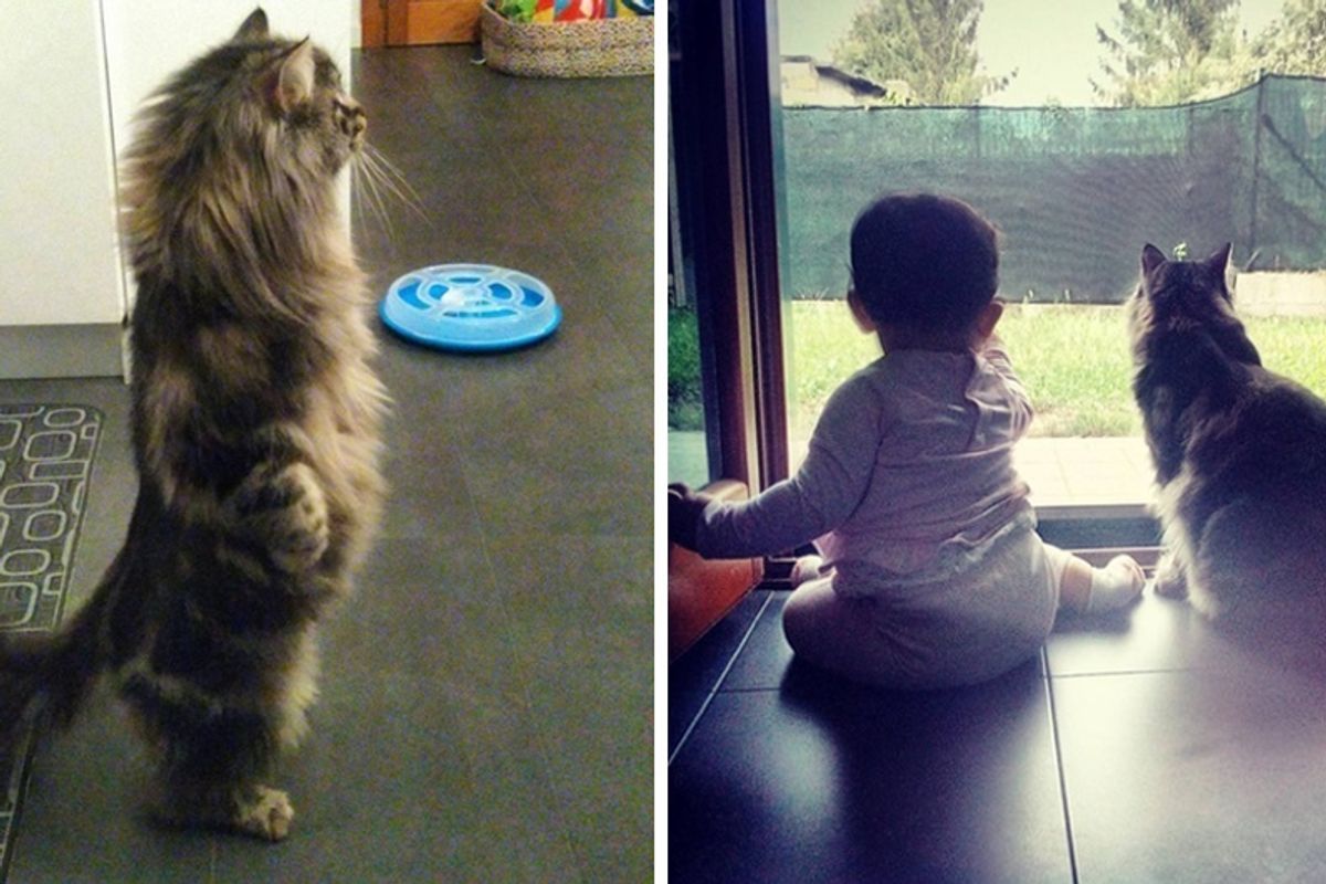 Cat Kept His Baby Sister Safe Before She was Born and Continues to Protect Her.