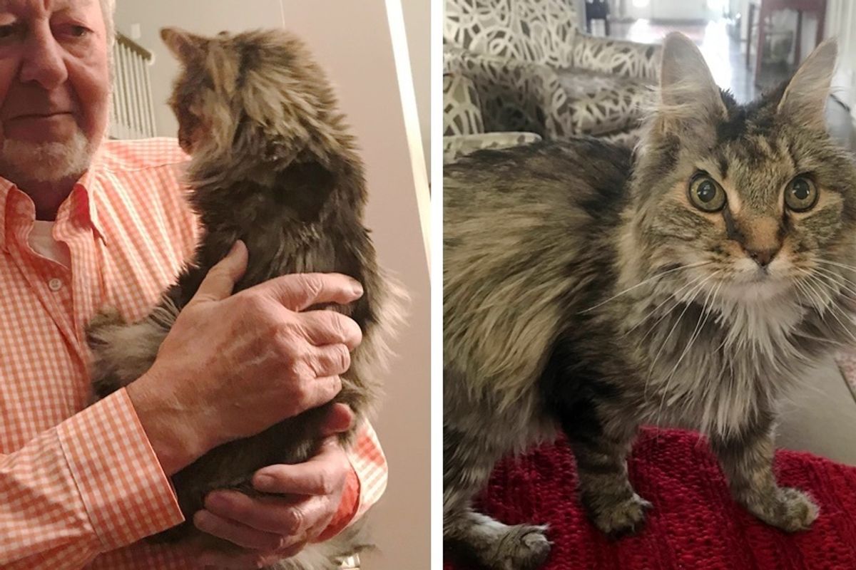 "Ten years ago, grandparents agreed to take care of my cat while my family was away... I still haven’t gotten him back."