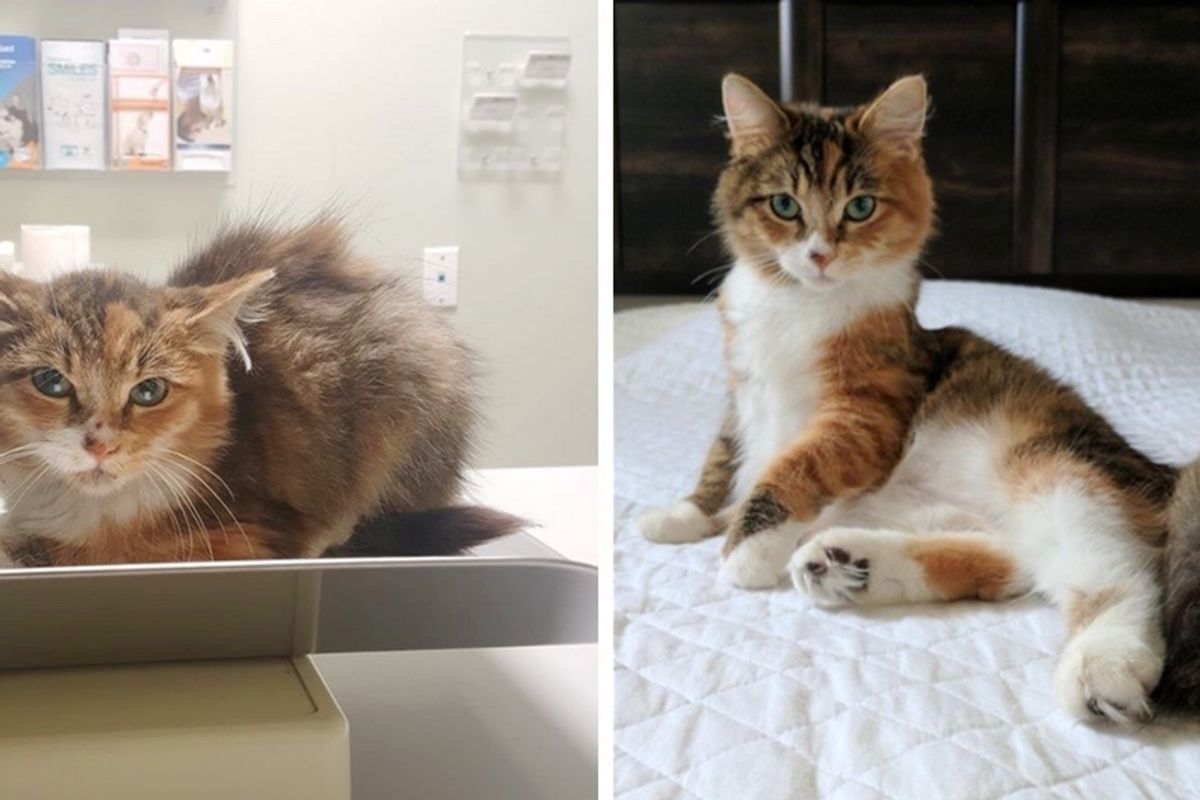 Woman Found Feral Cat Running Away From Security at a Mall and Offered to Help.