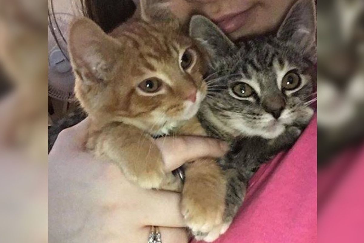 Kitten Meows Nonstop for His Sister so Woman Comes Back to Shelter to Find Her.