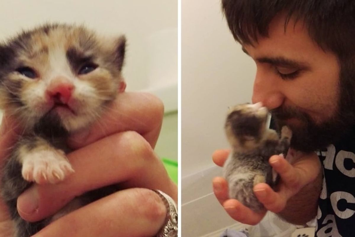 Couple Saves Tiny Calico Kitten Born with Cleft Lip and Turns Her Life Around..