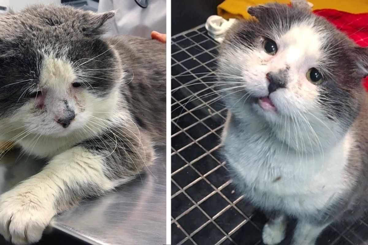 Frowny Cat Gets His Smile Back When He Finds Help After Years of Living On the Streets.