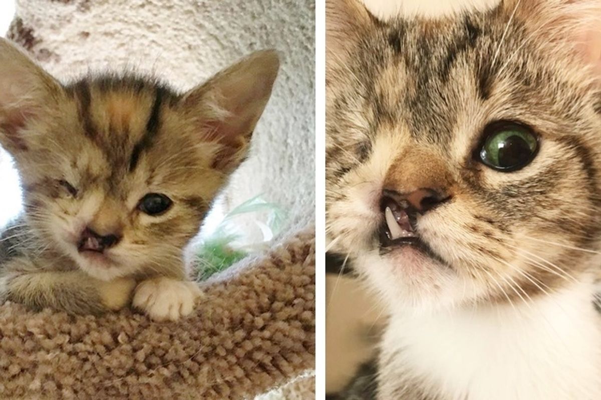 Couple Gives One-eyed Kitten with Snaggletooth a Chance While Others Say It Isn't "Worth It".