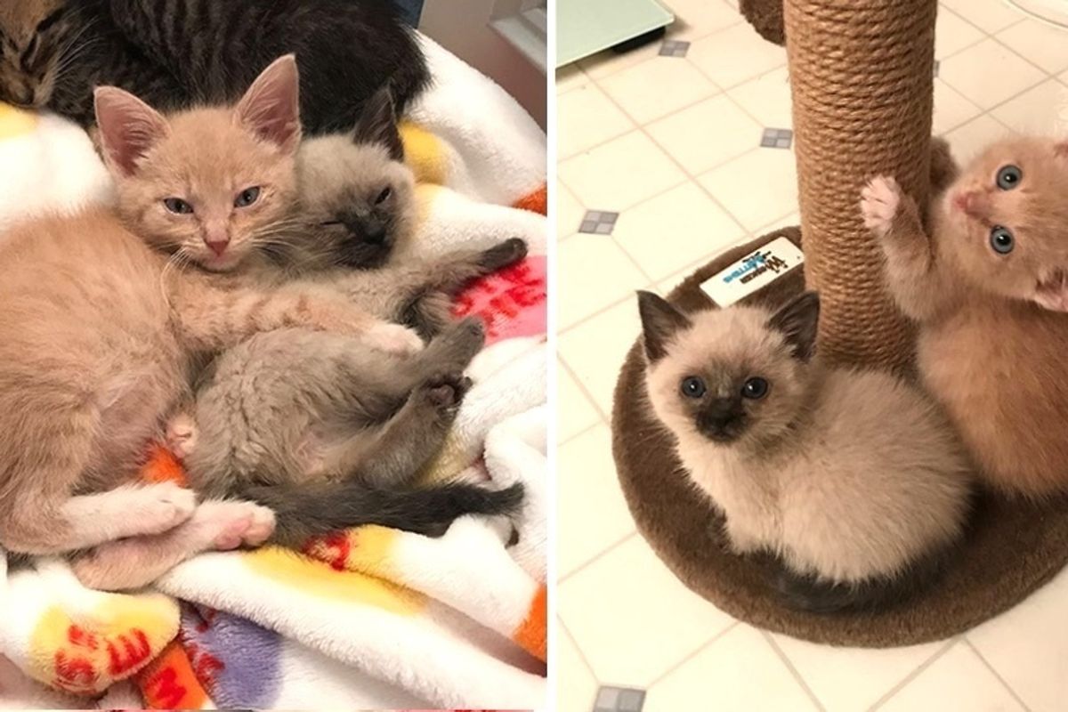 Kitten Comforts His Bonded Little Sister and Helps Her Heal with Cuddles.