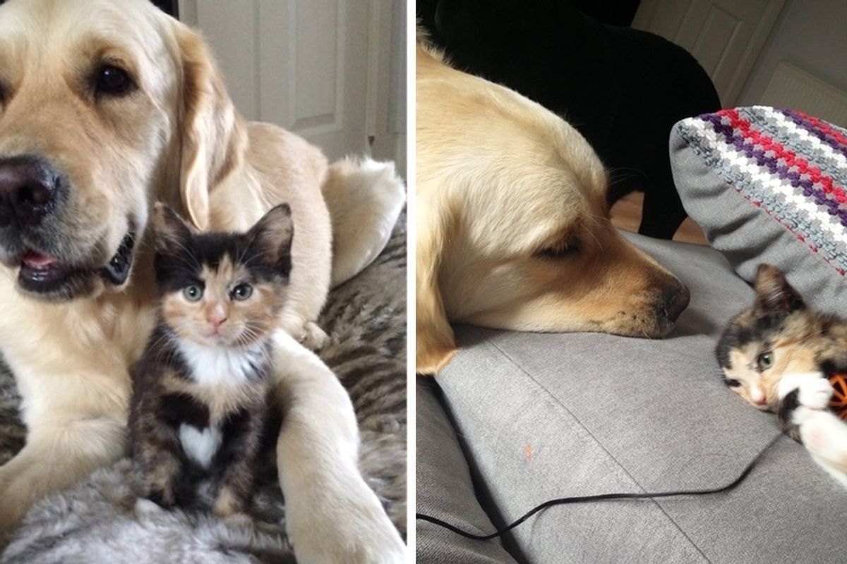 2 Dogs Try to Win a Calico Kitten's Heart and Become Her Protective Bodyguards.