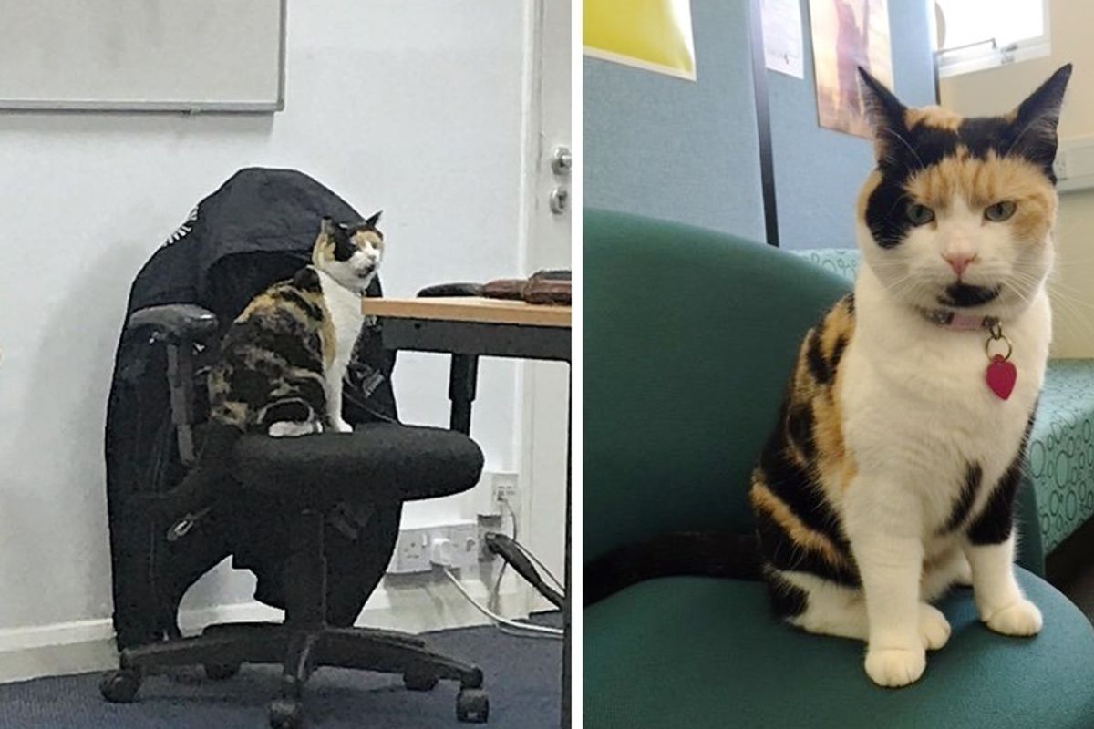 Calico Cat Becomes Students' Favorite "Lecturer" at a University and Brings Everyone Smiles