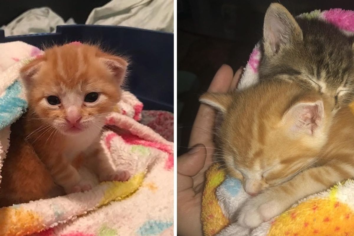 Ginger Kitten Found Love In Another Rescue Kitty and Wouldn't Let Him Go.