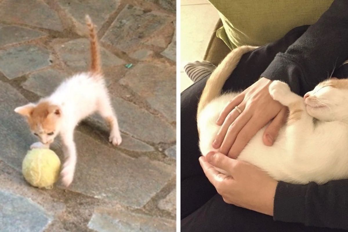 Stray Kitten Shows Up to Play Ball with a Couple - And Won't Let Them Go.