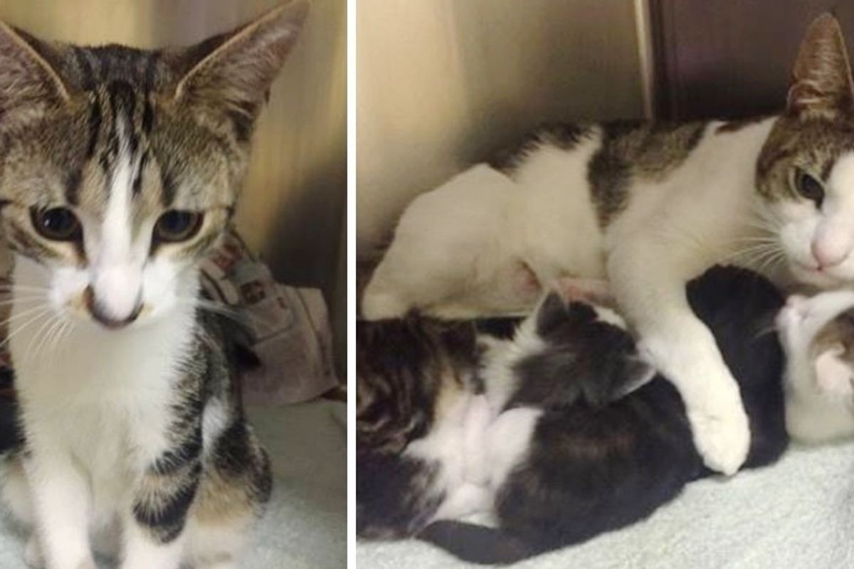 Mom and Dad Cats Found With Their Kittens Abandoned in a Park - Cuddling and Keeping Their Babies Safe.