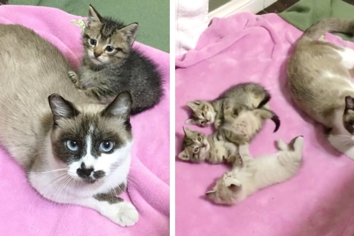 Man Saves Cat From the Streets and Searches for Hours to Find Her Kittens.