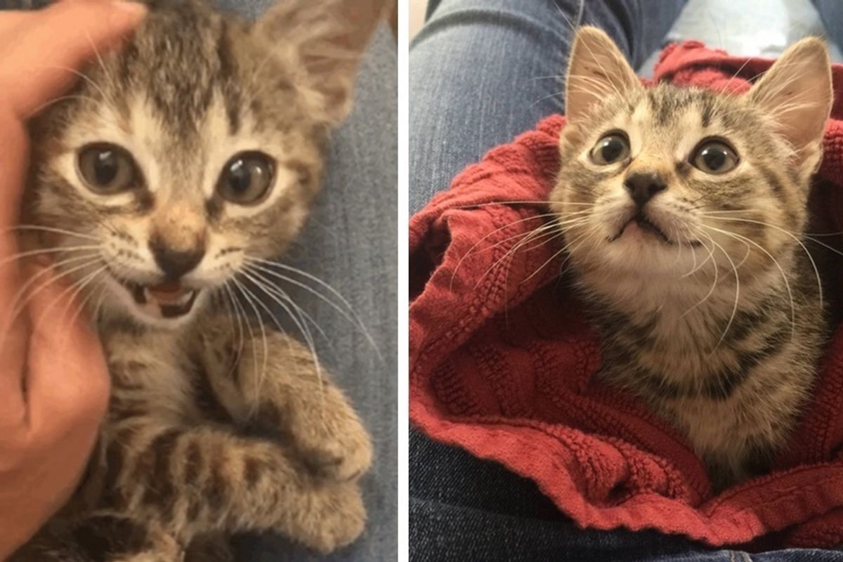 Tripod Cat Abandoned Outside Shelter Was Terrified Until She Found Someone She Loves.