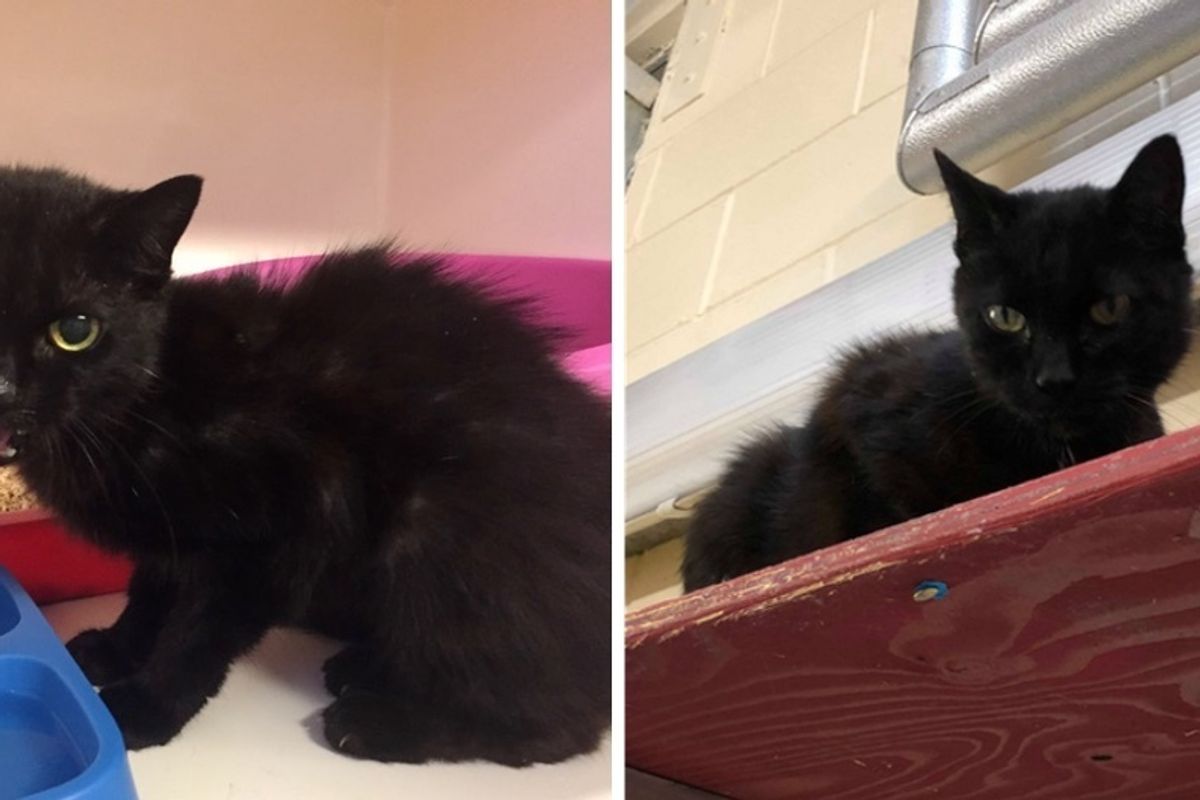 Senior Cat Talks with Cutest Meow and Hopes to Find a Home to Spend Her Retirement.