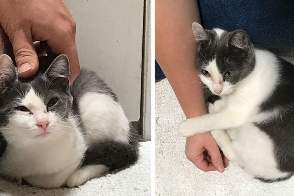 Cat Found at Construction Site Was Terrified Until She Met a Couple Who Showed Her Love.