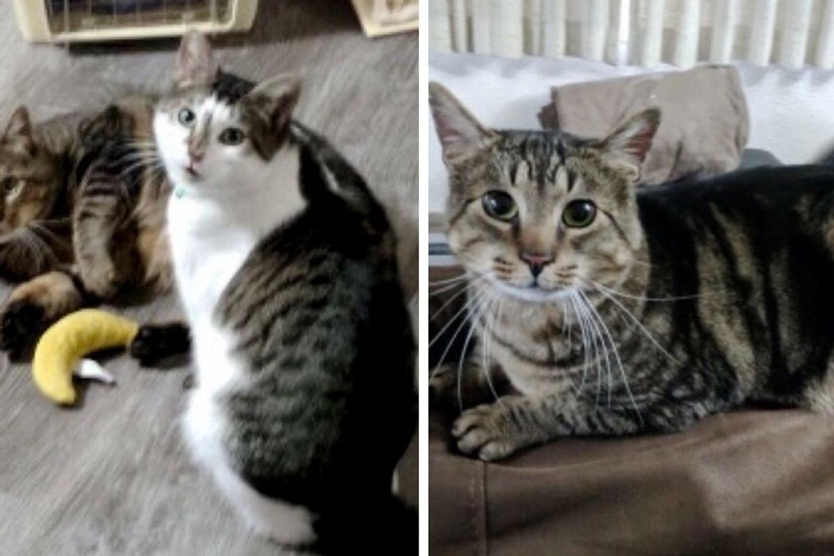Woman Gives Cat with FIV a Home and Comes Back to Shelter for His Best Friend.