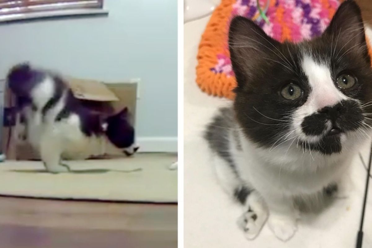 2 Kitten Siblings Born with Perfectly Imperfect Legs, Let Nothing Slow Them Down.