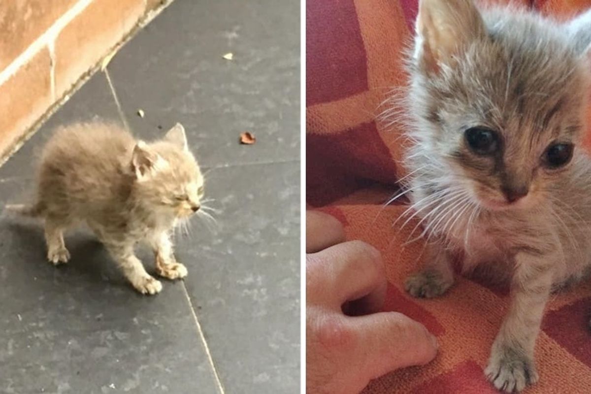 Man Found Tiny Kitten on Sidewalk, Barely Moving - 24 Hours Later, the Kitty Bounced Back.