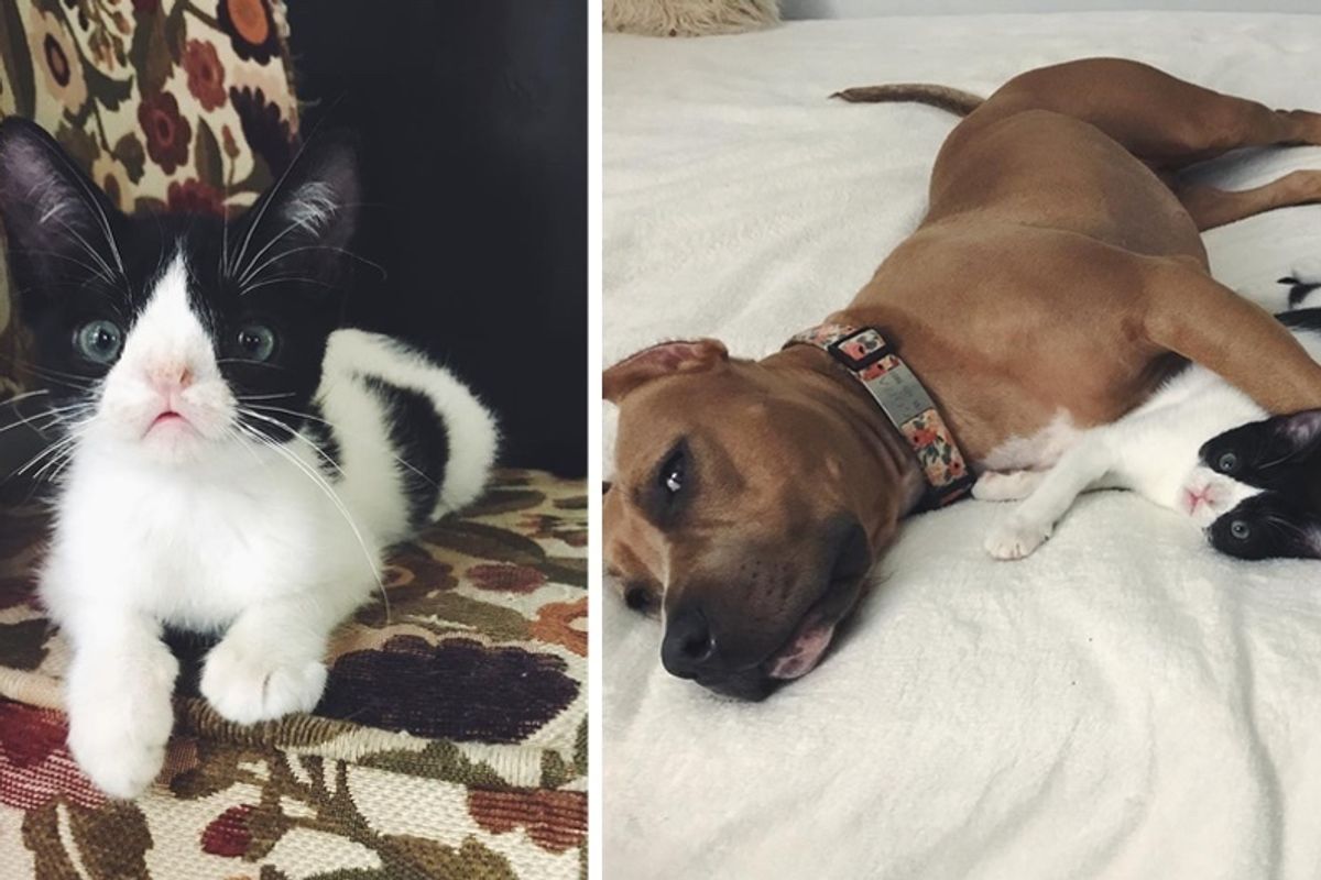 Kitten Born Special Gets a Second Chance and Finds Dog Buddy to Cuddle with Every Day.