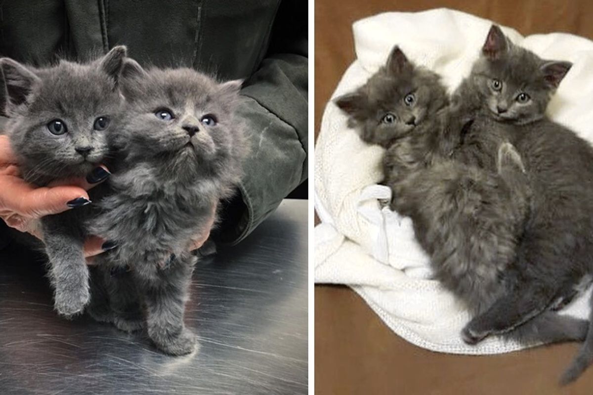 2 Kitten Brothers Won't Stop Cuddling After Being Saved From the Roof of a Shed.
