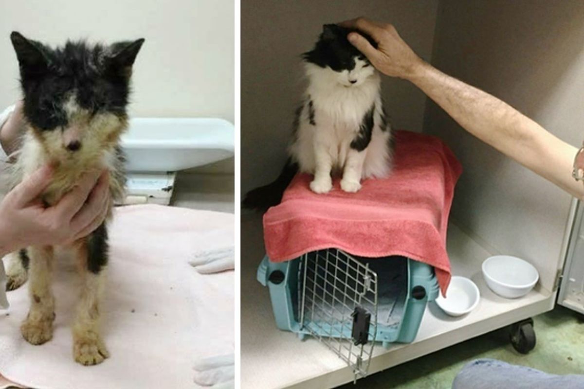Cat Lived Most His Life in a Carrier, Gets Help to See and Finds Someone to Love.