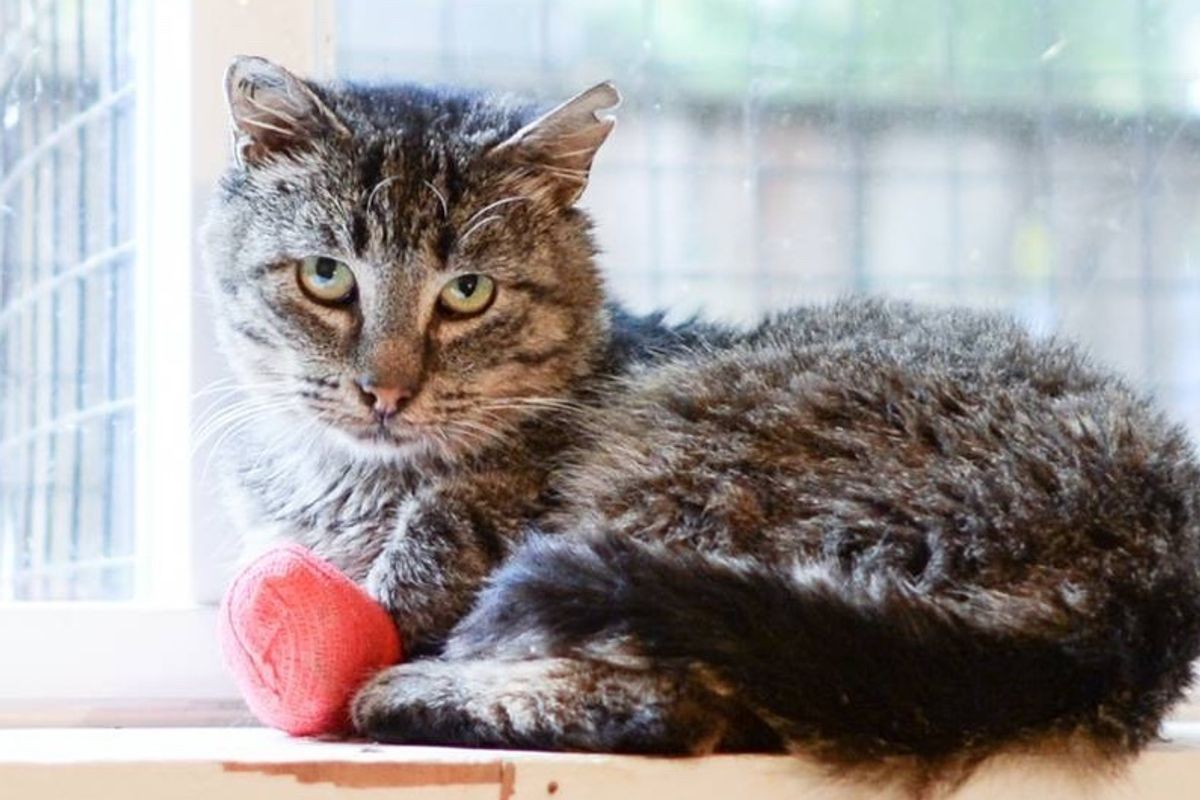 Rescue Group Begs for Foster Kittens For Their Lonely Resident Grandpa Cat.