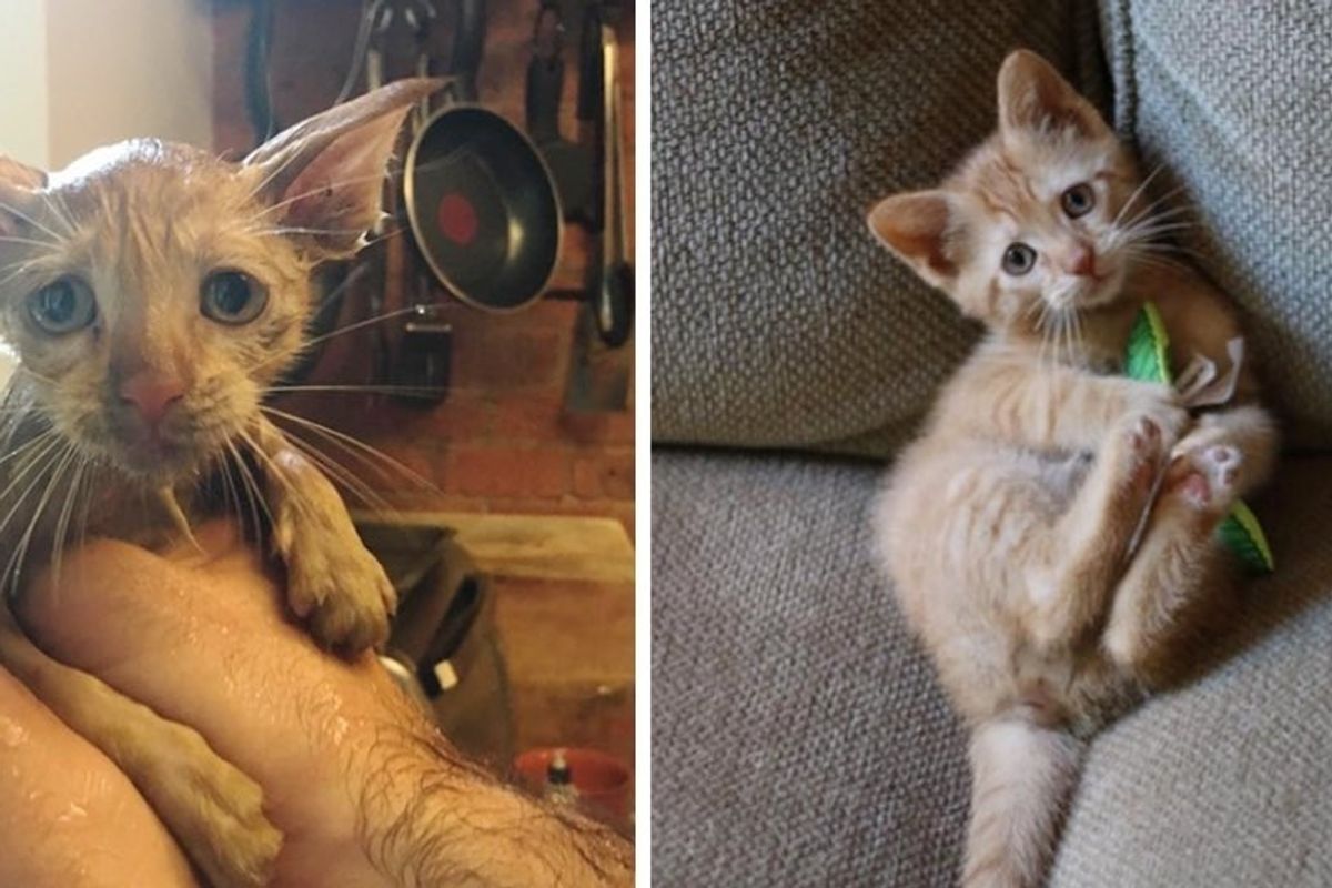 Woman Saves Scared Kitten Found in Storm Drain and Raises Him into Affectionate, Happy Cat.