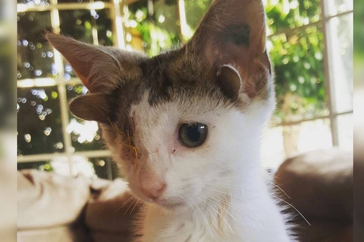 Kitten with 4 Ears and One Eye Rescued From Under a House, Finds Someone He Loves.