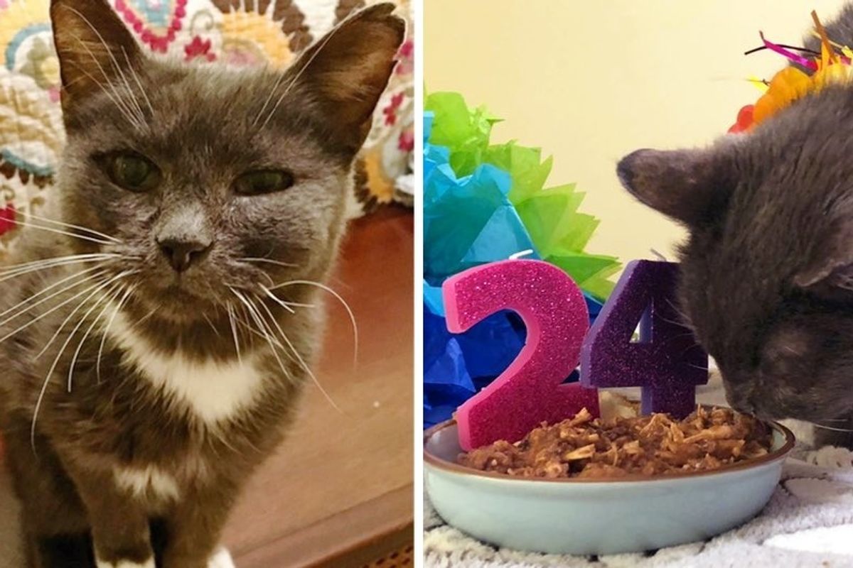Super Senior Cat Turns 24, One Year After She Was Rescued From Shelter.