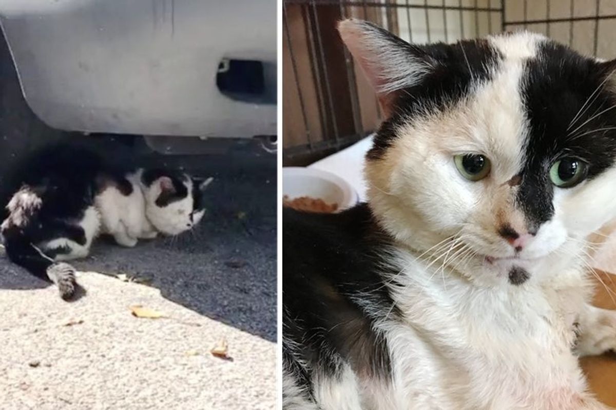 Woman Found Cat Meowing Under a Car at Mobile Home Park and Couldn't Leave Him There.