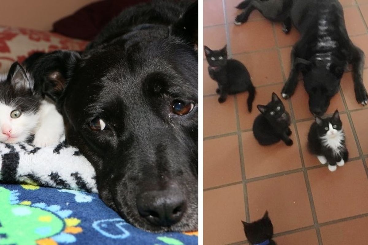 Dog Becomes Foster Mom to Nearly 100 Kittens After She Lost Her Best Cat Friend